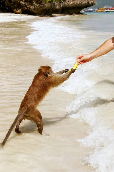 Krabbätande makaker tar banan från turist vid stranden på P — Stockfoto