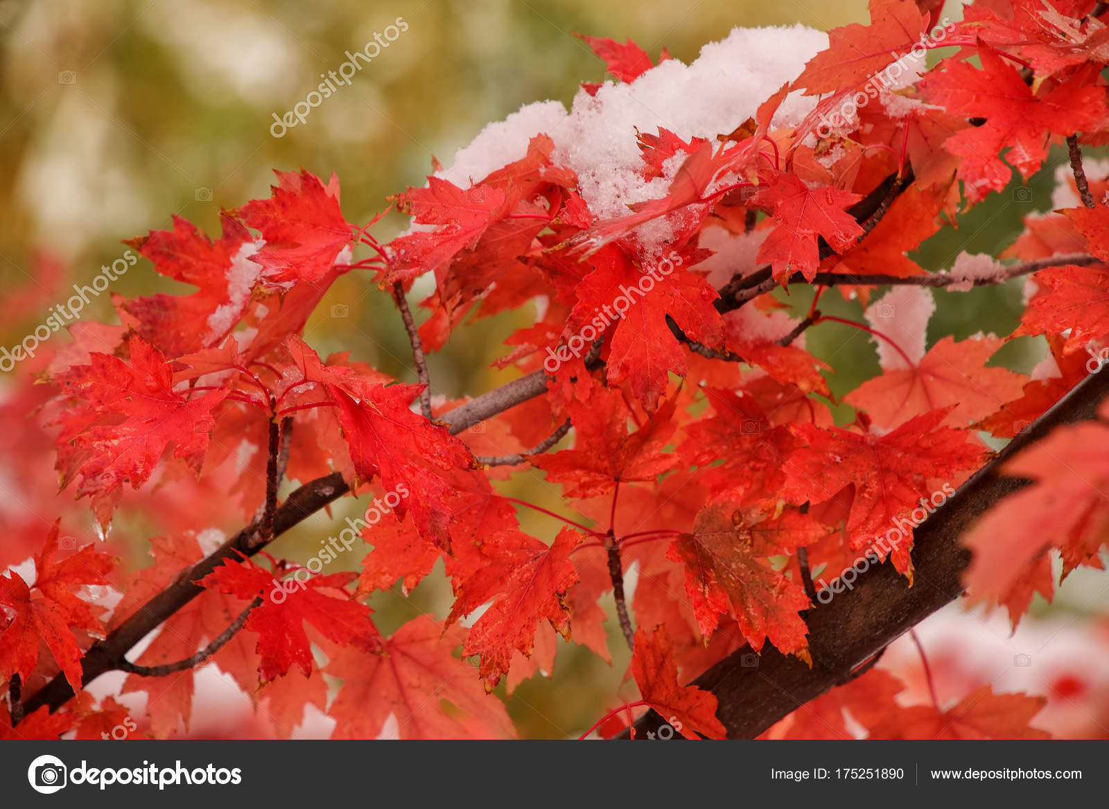 Sugar Maple Tree Branch With Fresh Snow Stock Photo By DonyaNedomam sugar-maple-tree-branch-with-fresh-snow-stock-photo-by-donyanedomam
