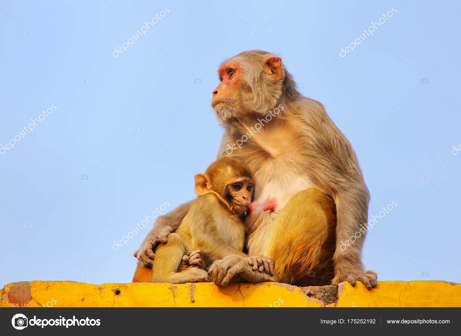 rhesus macaque with a baby sitting on a wall in taj ganj neighbo