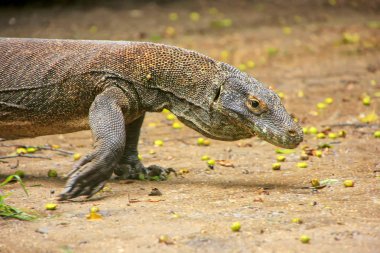 Komodo dragon Komodo Ulusal Parkı, N'Rinca adada yürüyüş