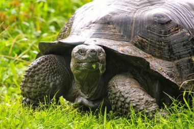 Galapagos giant tortoise on Santa Cruz Island in Galapagos Natio clipart