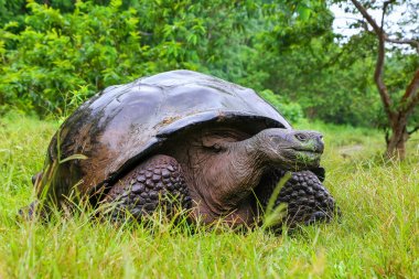 Galapagos dev kaplumbağa Santa Cruz Adası Galapagos Natio '