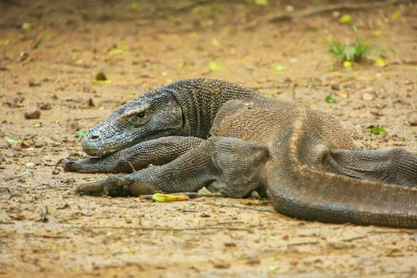 Комодский дракон лежит на земле на острове Ринка в Комодо Нати — стоковое фото
