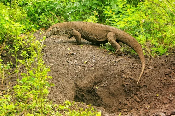 Дракон Комодо выходит из ямы на острове Ринка в Комодо На — стоковое фото