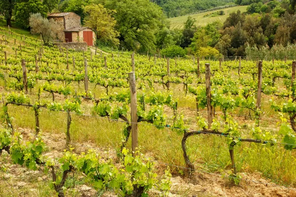 Αμπελώνας με ένα μικρό αγρόκτημα στο Montalcino, Val d'Orcia, Tusc — Φωτογραφία Αρχείου