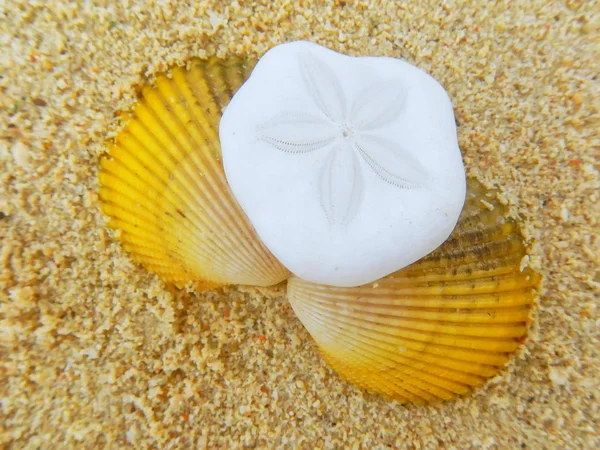 Sand dollar och skal ligga på stranden — Stockfoto