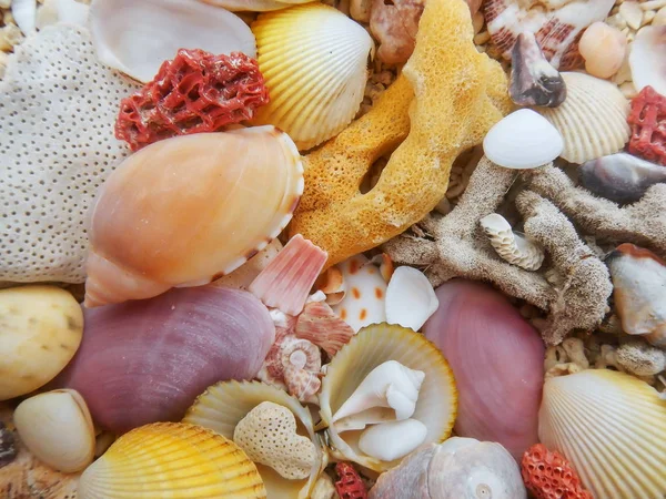 Conchas marinas y corales duros muertos en una playa —  Fotos de Stock