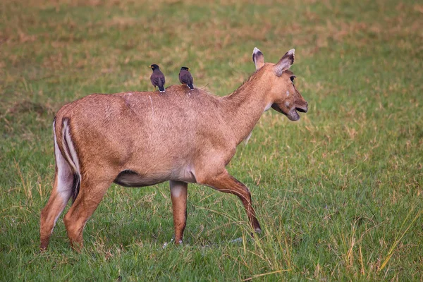 Kobiece Nilgai z Brahminy mynas siedzi na jej w Keoladeo Nat — Zdjęcie stockowe