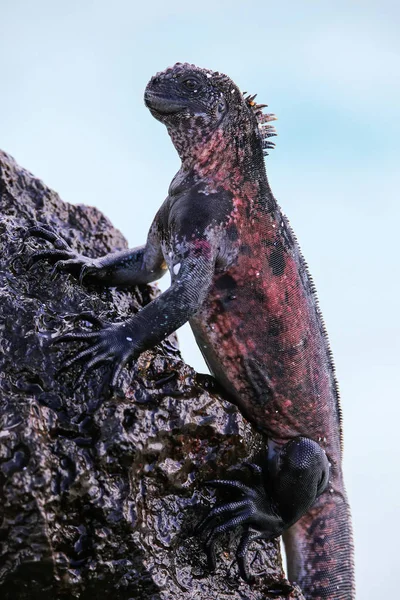 Iguana marinha na ilha de Espanola, parque nacional de Galápagos, Equador — Fotografia de Stock