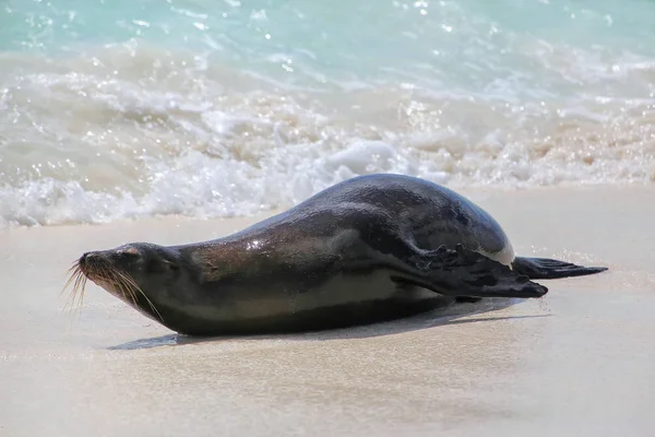 Galapagos sea lion lying on the beach at Gardner Bay, Espanola I