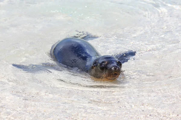 Galapagos Seelöwe spielt im Wasser auf Espanola Insel, Galapago — Stockfoto