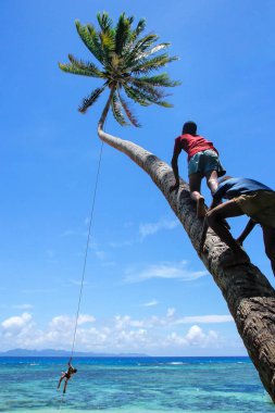 Lavena, Fiji - 27 Kasım: Tanımlanamayan çocuklar Tırmanma palmiye ağacı için