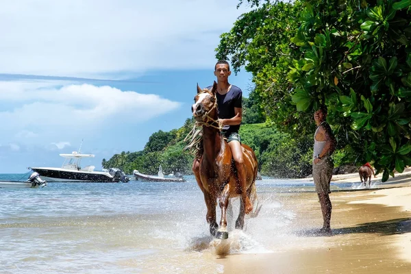 Taveuni、 斐济-11 月 23 日︰ 身份不明的男子骑着马在 t 上 — 图库照片