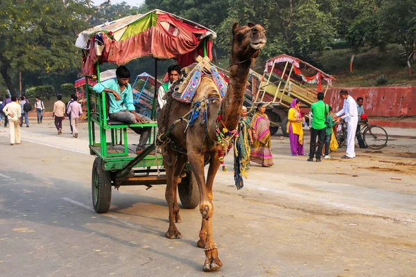 アグラ, インド - 11 月 8 日: 正体不明の男性ドライブ ラクダ カート — ストック写真