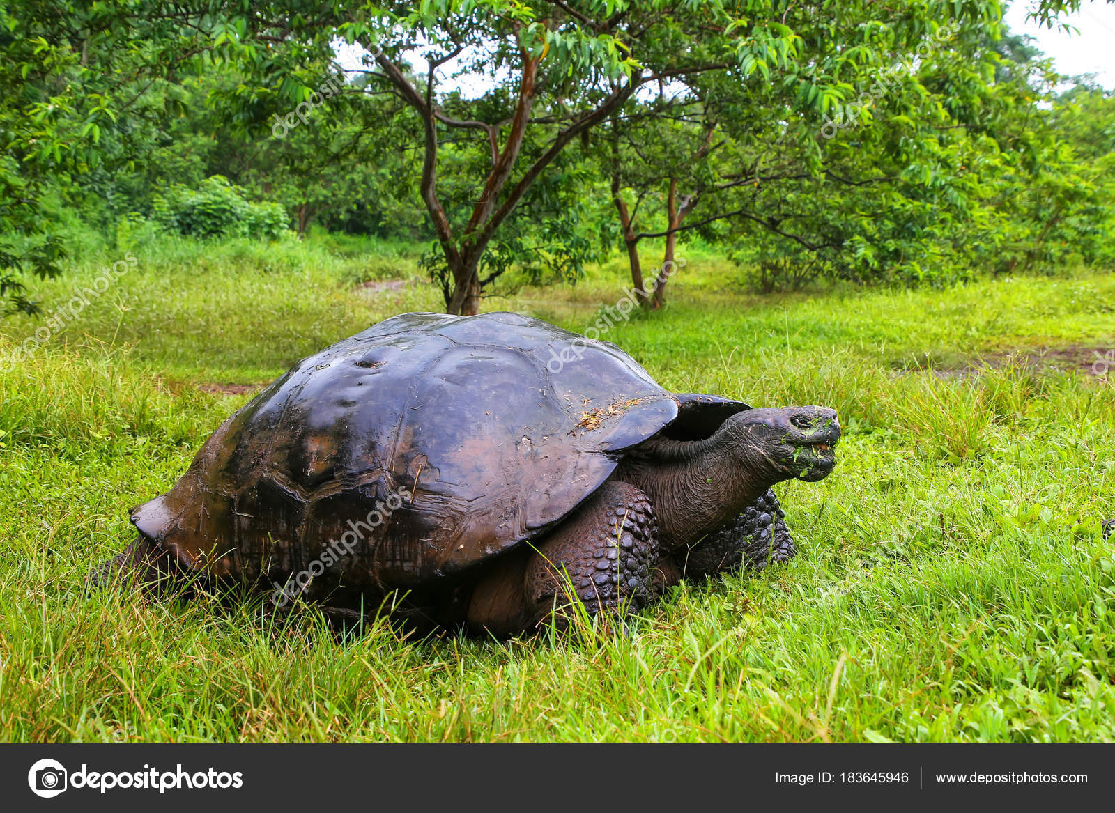 Гигантские черепахи вымершие. Галапагосская черепаха. Chelonoidis phantasticus. Всемирный день черепахи. Галапагосская черепаха скелет.