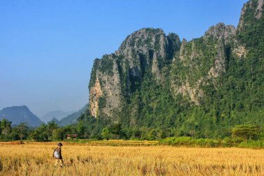 Kaya oluşumları Vang Vieng içinde çevrili hasat pirinç alan