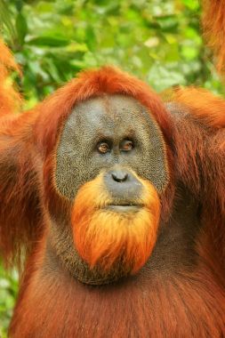 Erkek Sumatra orangutan Gunung Leuser Ulusal PA portresi