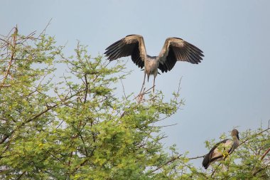 Asya openbill leylek (Anastomus oscitans) Keoladeo Gana Nati