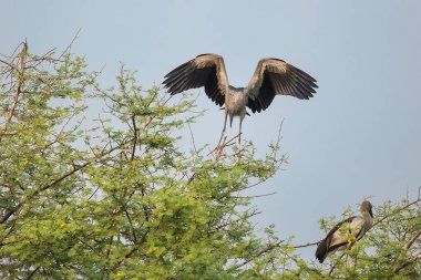 Asian openbill stork (Anastomus oscitans) in Keoladeo Ghana Nati clipart