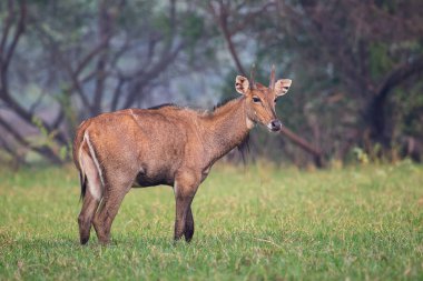 Erkek Nilgai (Boselaphus tragocamelus) Keoladeo Gana'da ayakta