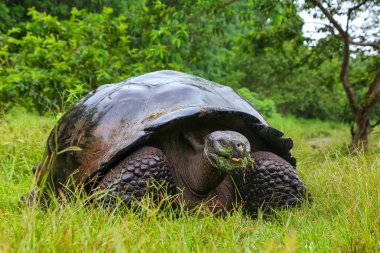 Galapagos dev kaplumbağa Santa Cruz Adası Galapagos Natio '