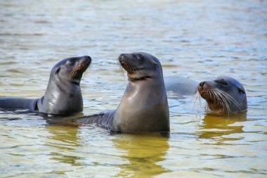 Galapagos deniz aslanları, Gardner Koyu'ndaki suda oynarken Espanola olduğunu