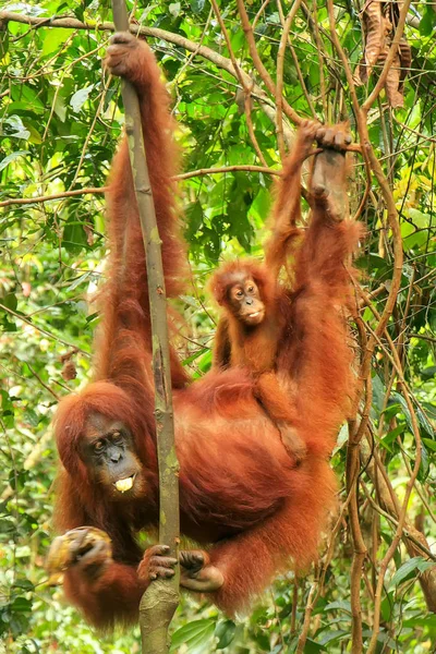 Female Sumatran orangutan with a baby hanging in the trees, Gunu — Stock Photo, Image