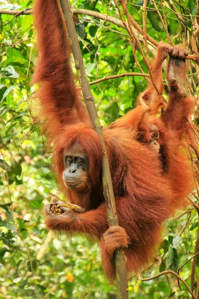 Orango femminile di Sumatra con un bambino appeso tra gli alberi, Gunu — Foto Stock