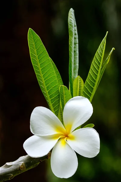 Fiore di plumeria bianca — Foto Stock