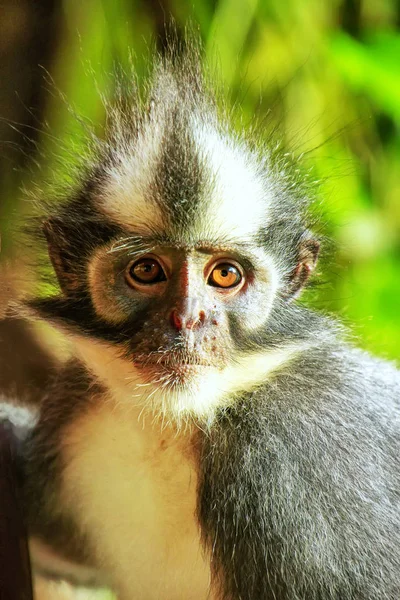 Portret van Thomas blad aap in Nationaal Park Gunung Leuser, B — Stockfoto