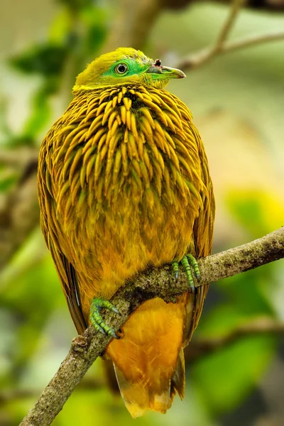 ビチレブ島、フィジー、木の上に座っている黄金の鳩 — ストック写真