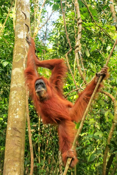 Orango femminile di Sumatra appeso tra gli alberi, Gunung Leuser Na — Foto Stock
