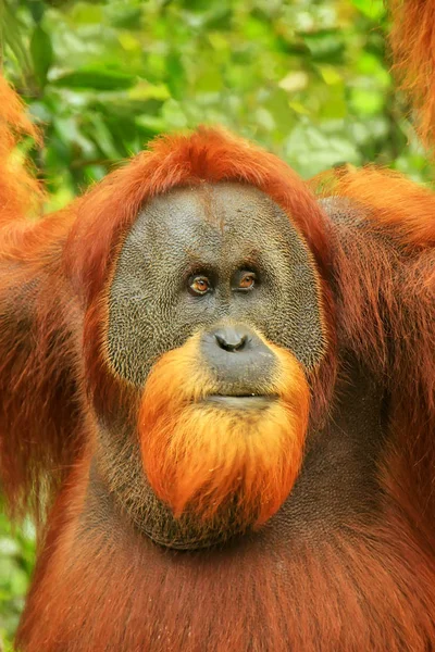 Retrato de orangután de Sumatra masculino en Gunung Leuser National Pa — Foto de Stock