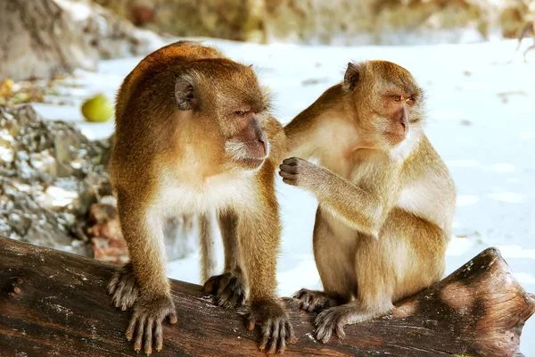 Macacos que comem caranguejo sentados na praia em Phi Phi Don Island , — Fotografia de Stock