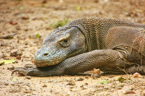 科莫多龙在科莫多巨蜥本土林卡岛上休息的肖像 — 图库照片