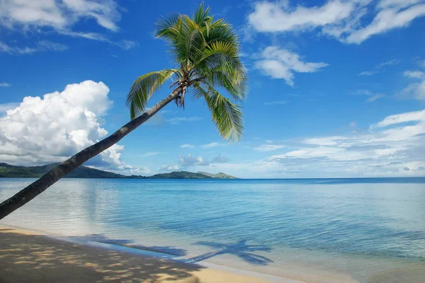 Lehnende Palme am Strand, Insel Nanu-i-ra, Fidschi — Stockfoto