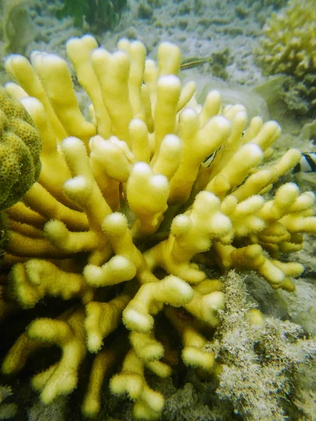 Staghorn coral ki a partra, Nananu-i-Ra island, Fidzsi-szigetek — Stock Fotó