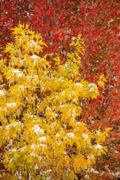 Koruna stromu zelený popel proti sugar maple strom — Stock fotografie