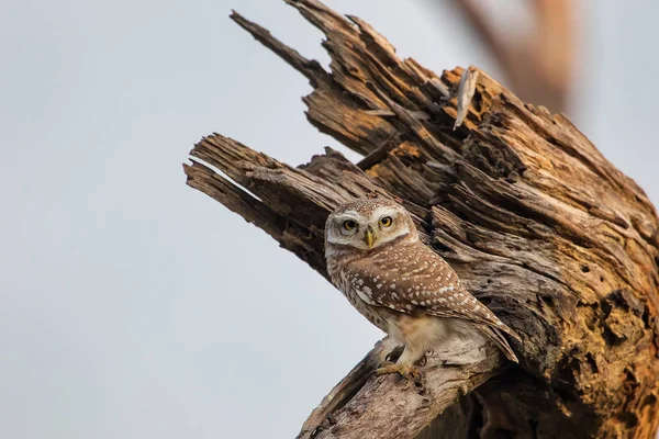 Gevlekte owlet (Athene brama) zittend op een boom in Keoladeo Ghana — Stockfoto