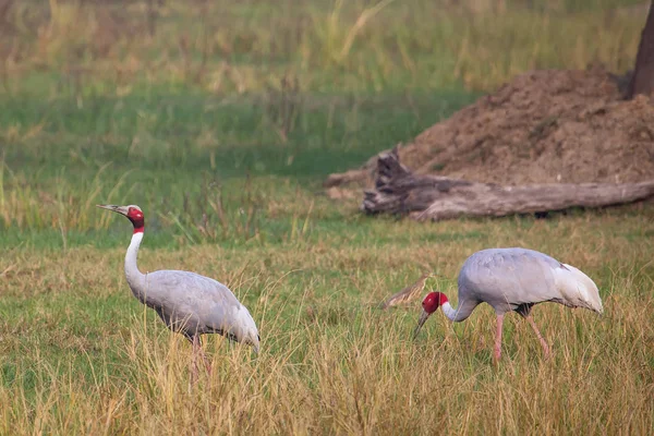 Sarus kranen (Grus antigone) in Keoladeo Ghana National Park, Bh — Stockfoto