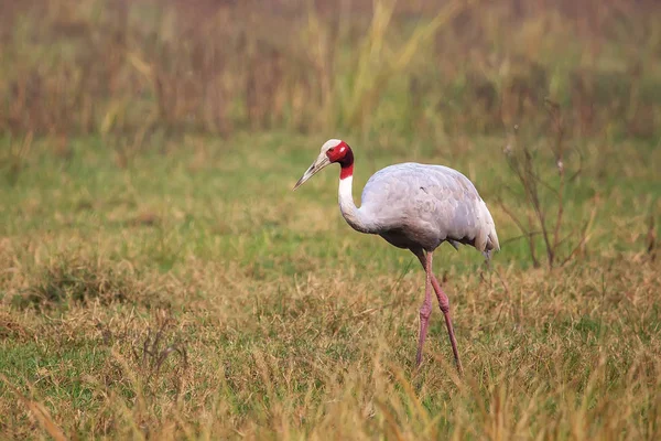 Grúa sarus (Grus antigone) en el Parque Nacional Keoladeo Ghana, Bha — Foto de Stock