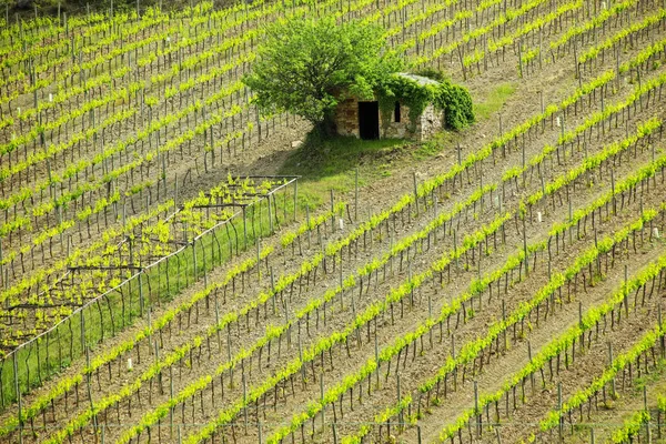 Vineyard with a small farmhouse in Montalcino, Val d'Orcia, Tusc — Stock Photo, Image