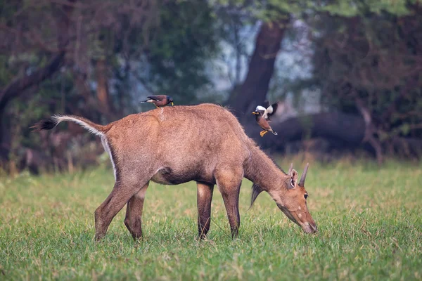 Férfi nilgau (Boselaphus tragocamelus) a Brahmini mynas ülök — Stock Fotó