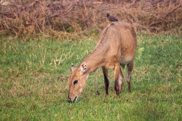 Vrouwelijke Nijlgau met Brahmaanse myna zittend op haar in Keoladeo Nati — Stockfoto