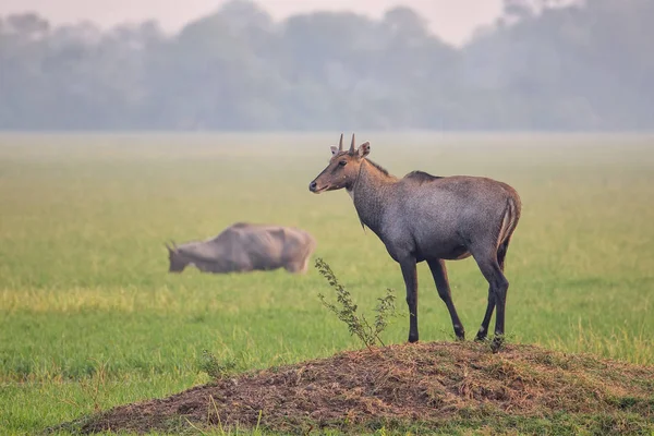 Masculino Nilgai (Boselaphus tragocamelus) em pé em Keoladeo Gana — Fotografia de Stock