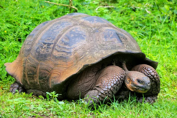 Galapagos giant tortoise on Santa Cruz Island in Galapagos Natio