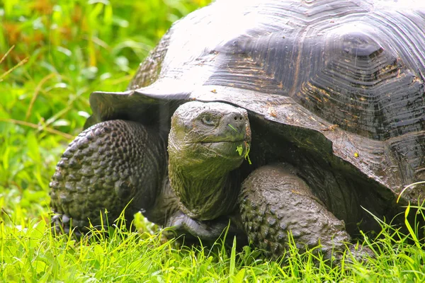 Galápagos tortuga gigante en Isla Santa Cruz en Galápagos Natio — Foto de Stock