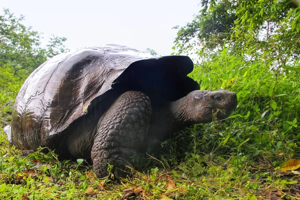 Galapagos giant tortoise on Santa Cruz Island in Galapagos Natio — Stock Photo, Image