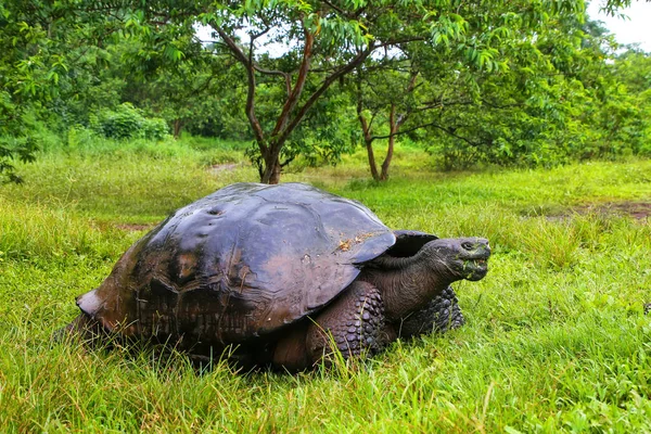 Γιγάντια χελώνα των Γκαλαπάγκος στο Santa Cruz Island στα Γκαλαπάγκος εθνικής — Φωτογραφία Αρχείου