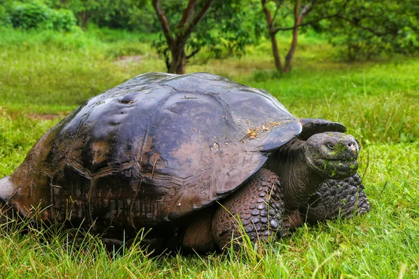 Γιγάντια χελώνα των Γκαλαπάγκος στο Santa Cruz Island στα Γκαλαπάγκος εθνικής — Φωτογραφία Αρχείου